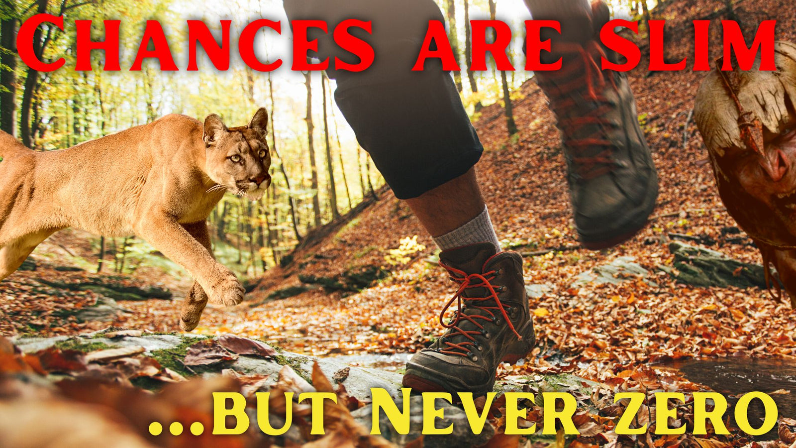 Fiddleback Friday 10/28/22 - Video Preview