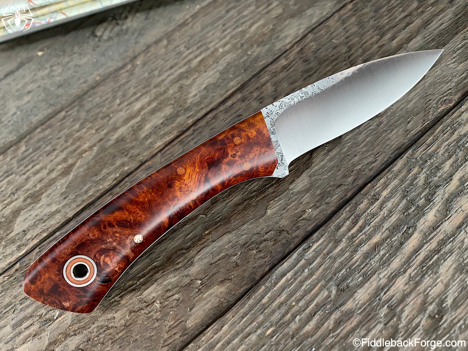 Fiddleback Friday 11/15/19