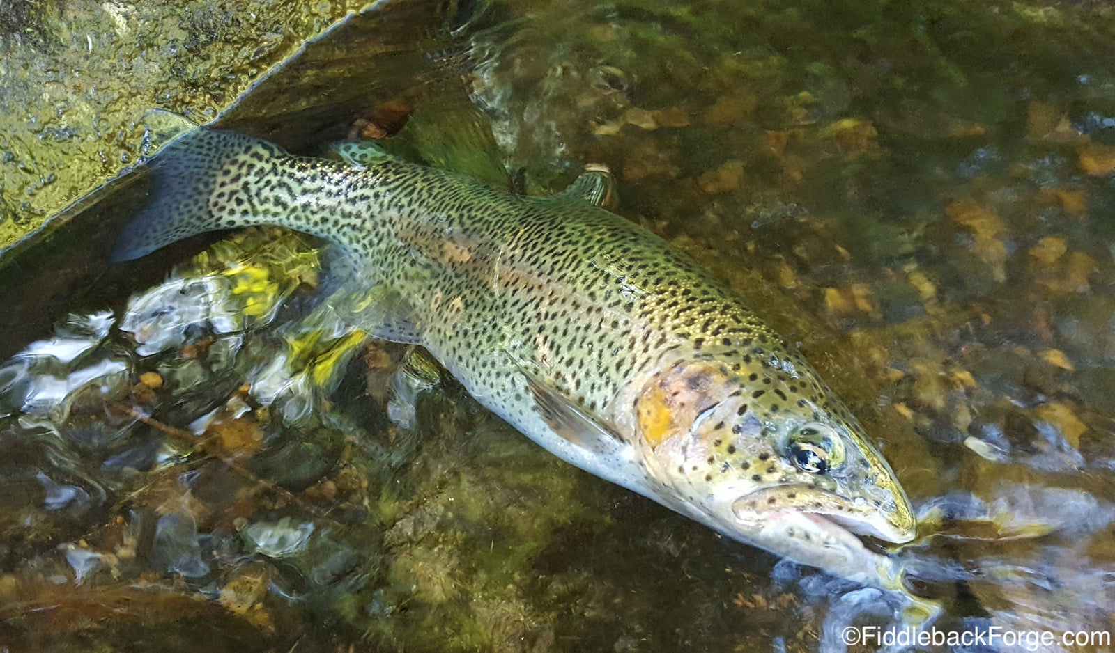 Cleaning Fish with the Fiddleback Forge F2